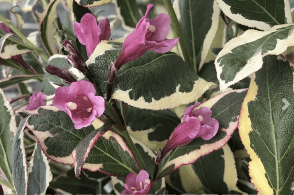 Okrasné kry Vajgela All Summer Monet 10 20cm(7)