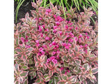 Okrasné kry Vajgela All Summer Monet 10 20cm(4)