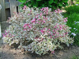 Okrasné kry Vajgela All Summer Monet 10 20cm(3)