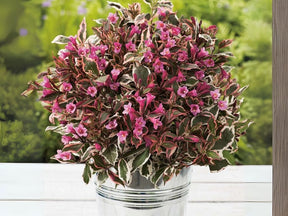 Okrasné kry Vajgela All Summer Monet 10 20cm(1)