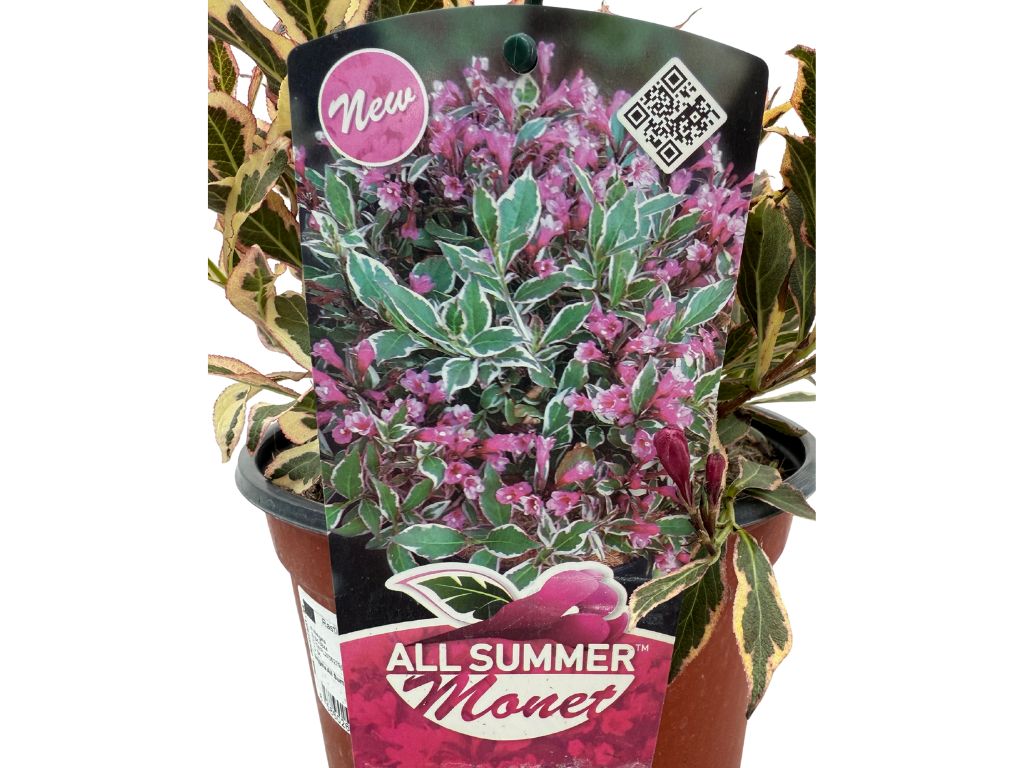 Okrasné kry Vajgela All Summer Monet 10 20cm(10)