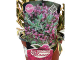 Okrasné kry Vajgela All Summer Monet 10 20cm(10)