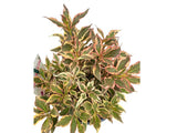 Okrasné kry Vajgela All Summer Monet 10 20cm(11)