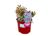 Okrasné kry Vajgela All Summer Monet 10 20cm(6)