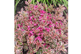Okrasné kry Vajgela All Summer Monet 10 20cm(8)