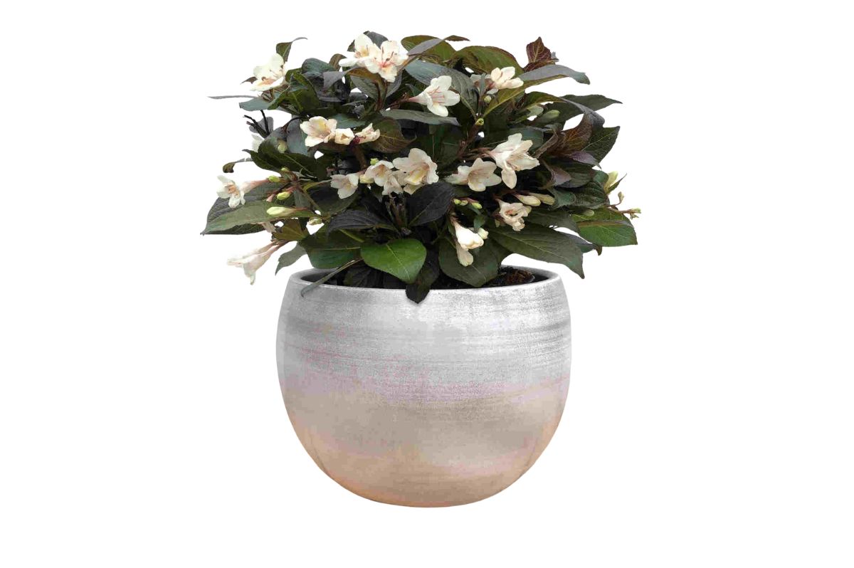 Okrasné kry Vajgela Ebony and Ivory 20 30cm(1)