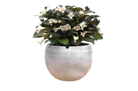 Okrasné kry Vajgela Ebony and Ivory 20 30cm(1)