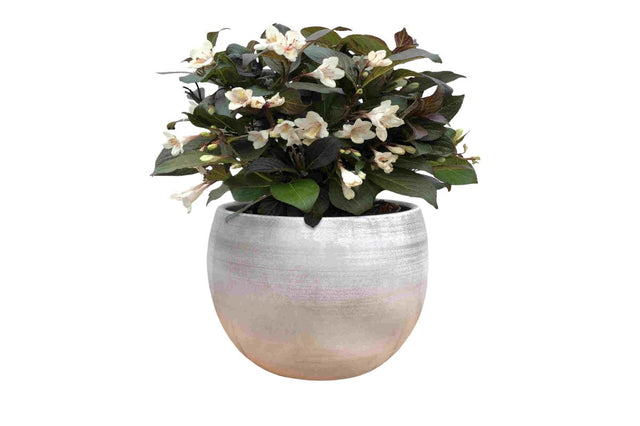 Okrasné kry Vajgela Ebony and Ivory 20 30cm(1)