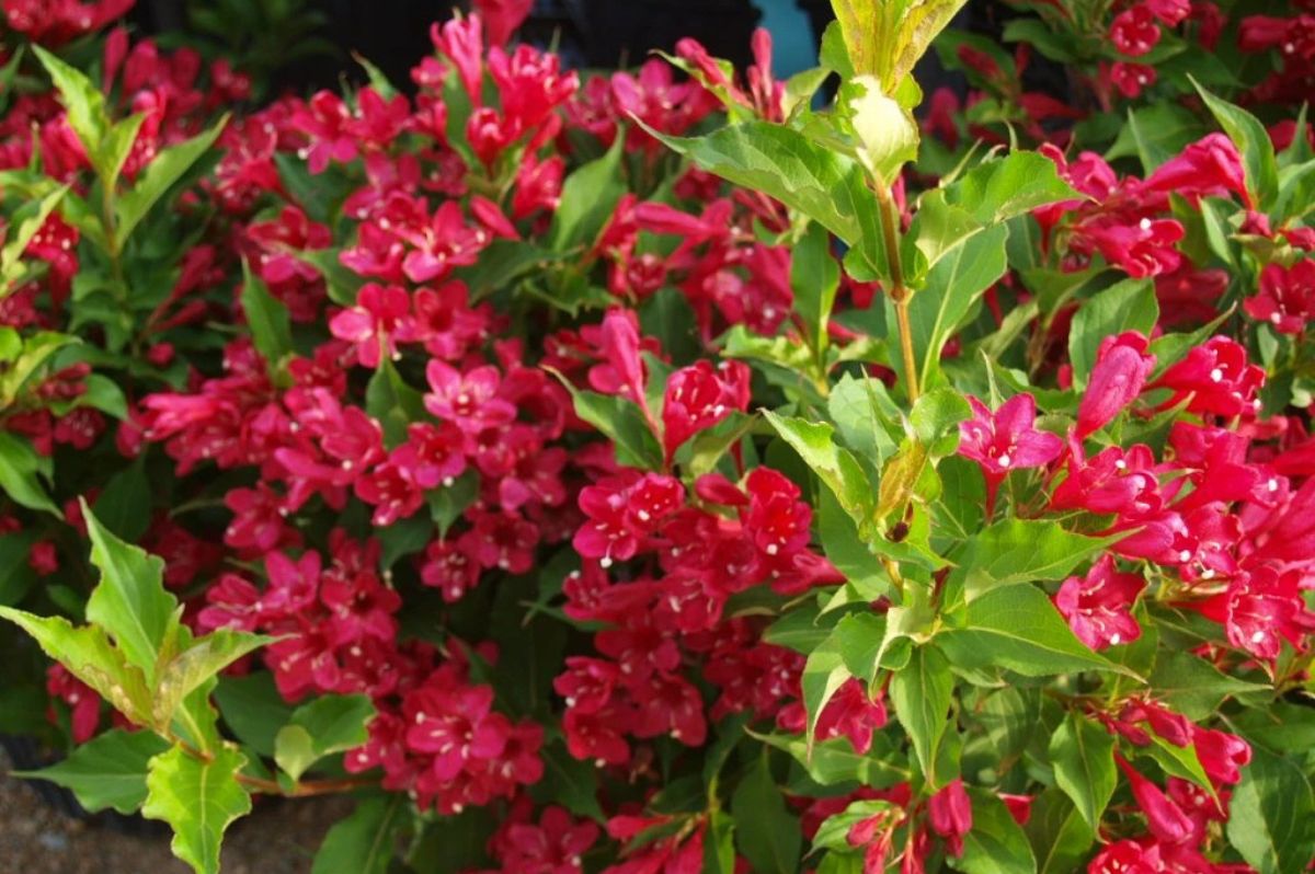 Okrasné kry Vajgela Red Prince 20 30cm(6)