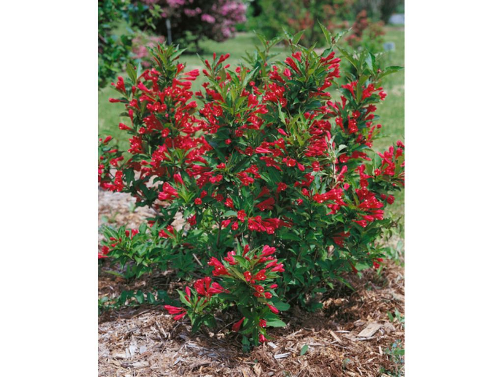 Okrasné kry Vajgela Red Prince 20 30cm(9)