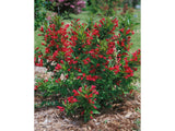 Okrasné kry Vajgela Red Prince 20 30cm(9)