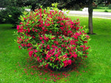 Okrasné kry Vajgela Red Prince 20 30cm(1)