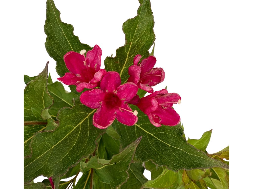 Okrasné kry Vajgela Red Prince 20 30cm(8)