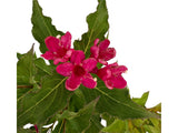 Okrasné kry Vajgela Red Prince 20 30cm(8)