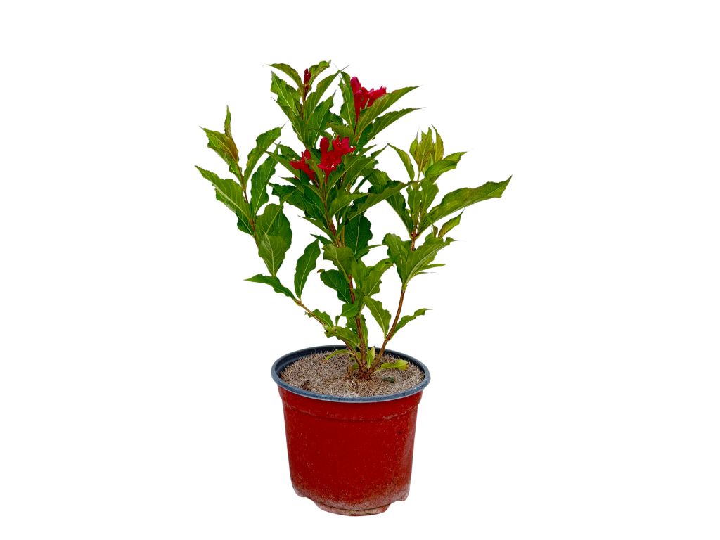 Okrasné kry Vajgela Red Prince 20 30cm(7)
