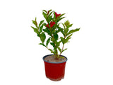 Okrasné kry Vajgela Red Prince 20 30cm(7)