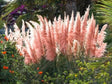 Okrasné trávy Cortaderia selloana 'Mini Pampas Rosea'