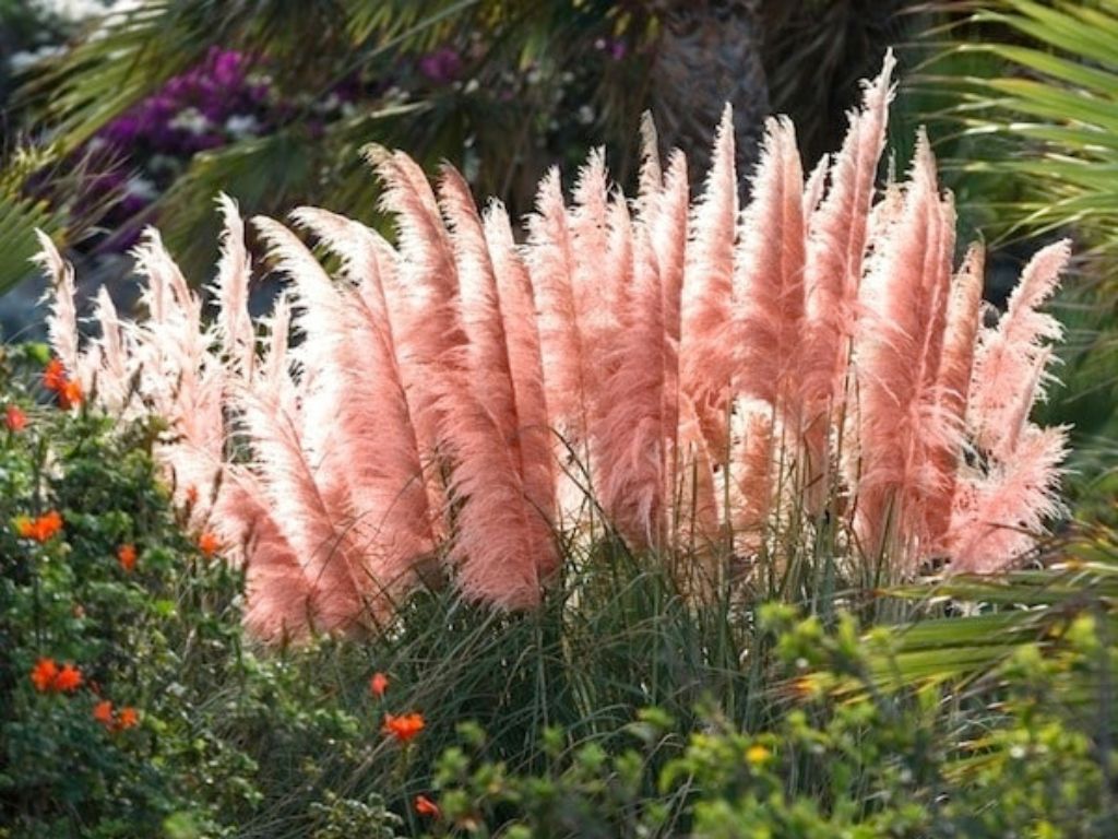 Okrasné trávy Cortaderia selloana 'Mini Pampas Rosea'