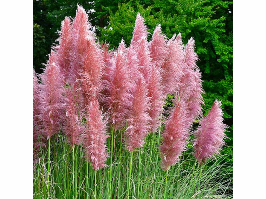 Okrasné trávy Cortaderia selloana 'Mini Pampas Rosea'(1)