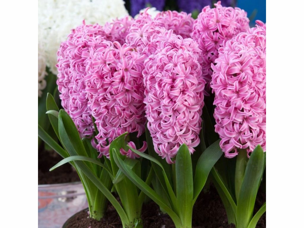 Cibuľoviny Hyacint Pink Pearl(1)