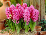 Cibuľoviny Hyacint Pink Pearl