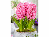 Cibuľoviny Hyacint Pink Pearl(2)
