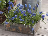 Modrica Blue Magic(2)