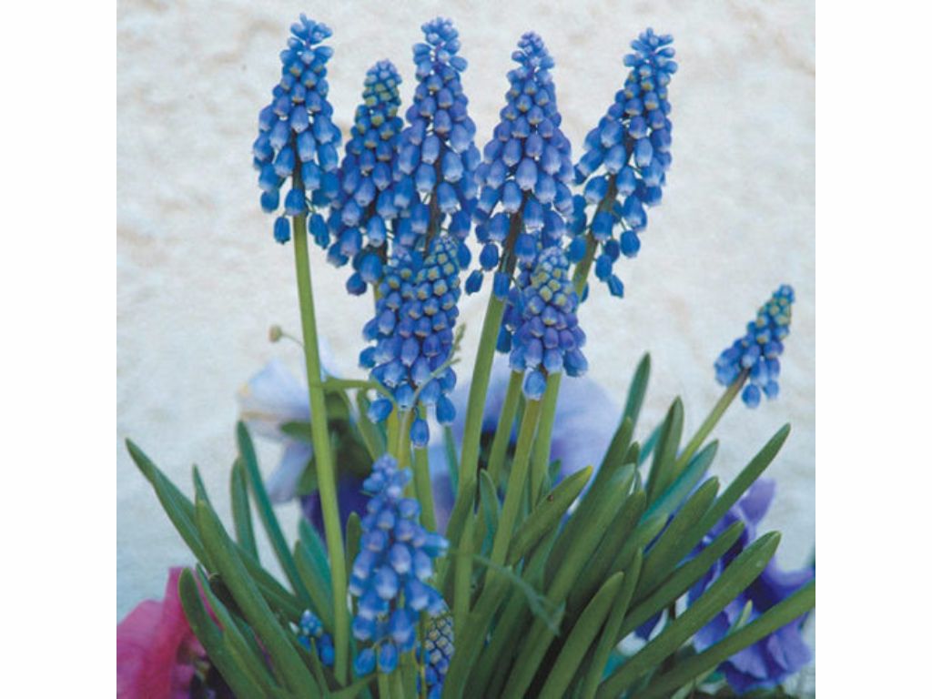 Modrica Blue Magic(1)