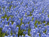 Modrica Blue Magic(4)