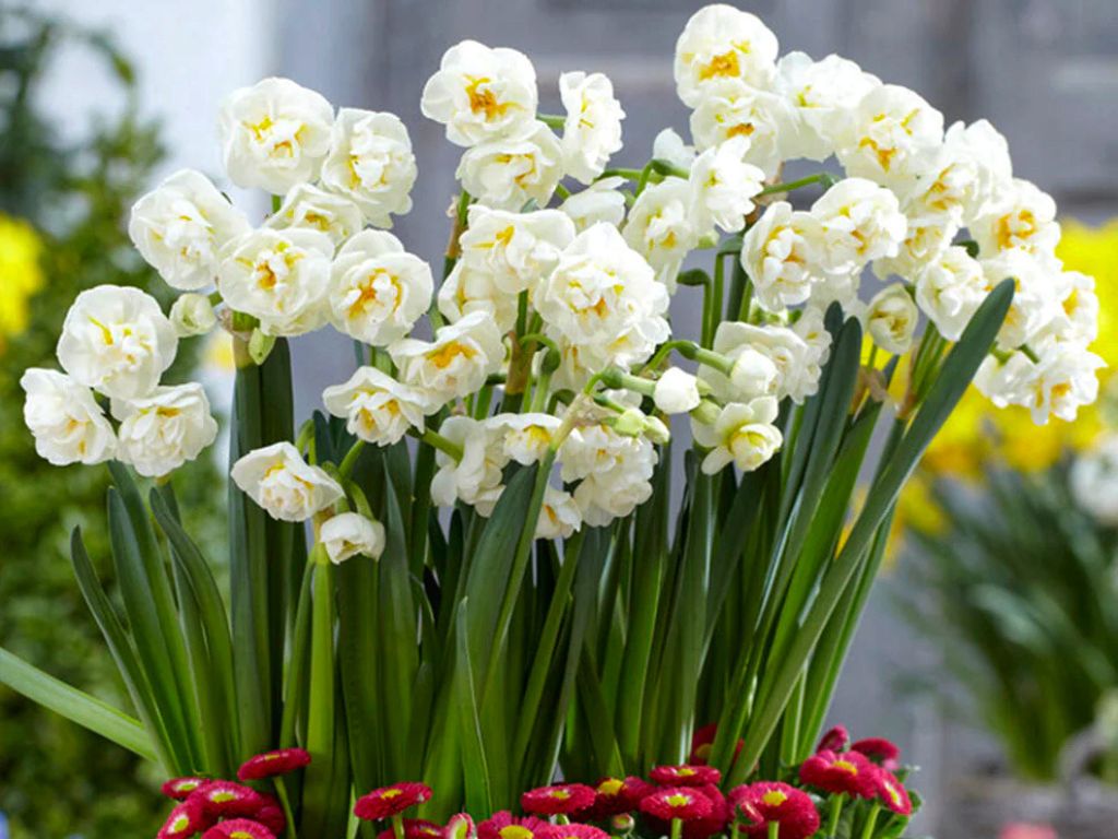 Cibuľoviny Narcis Bridal Crown(2)