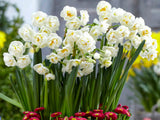 Cibuľoviny Narcis Bridal Crown(2)