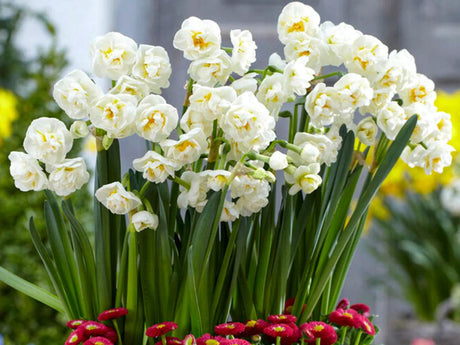 Cibuľoviny Narcis Bridal Crown(2)