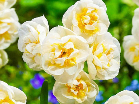 Cibuľoviny Narcis Bridal Crown
