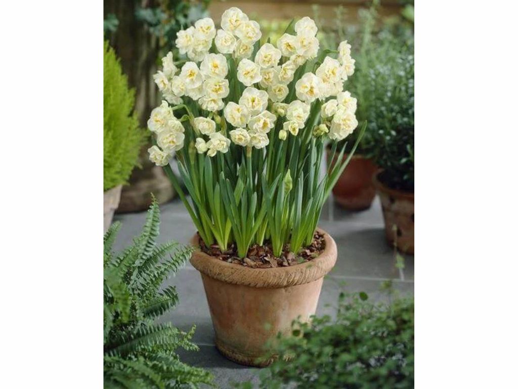 Cibuľoviny Narcis Bridal Crown(3)