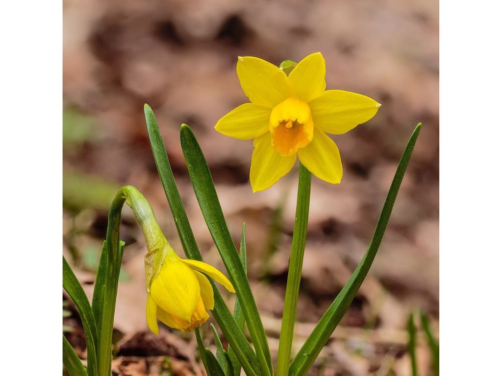 Narcis Tete a Tete - Narcissus, kont. p9