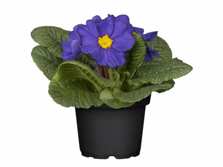 Prvosienka bezbyľová Bonneli Blau