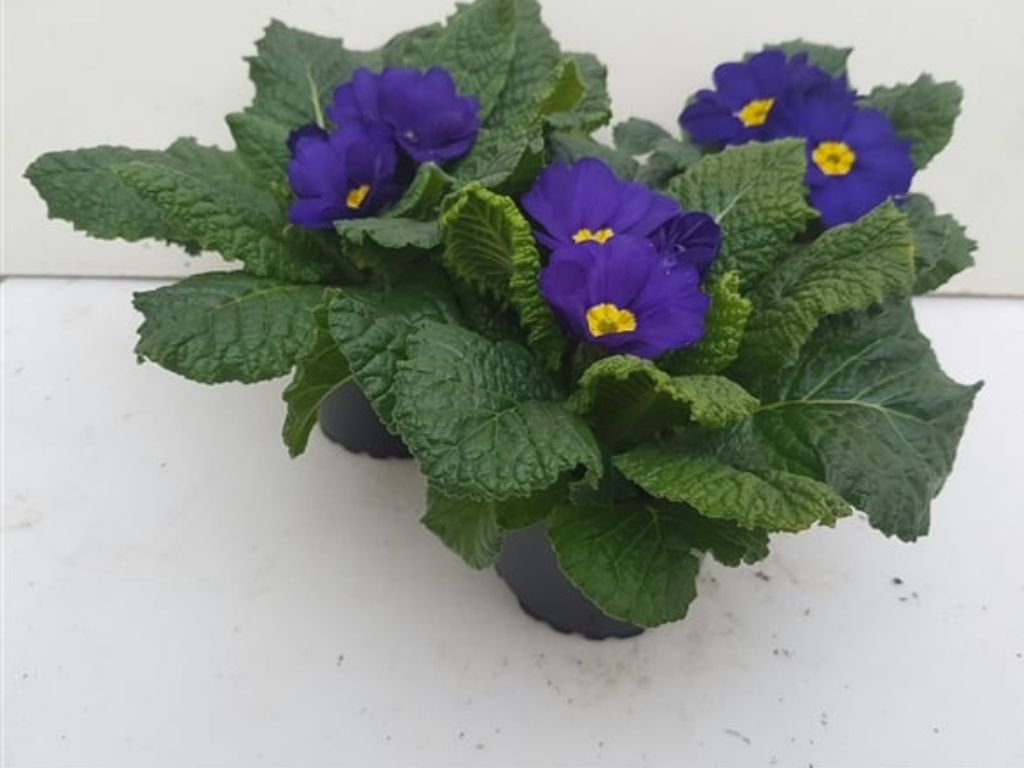 Prvosienka bezbyľová Bonneli Blau(4)