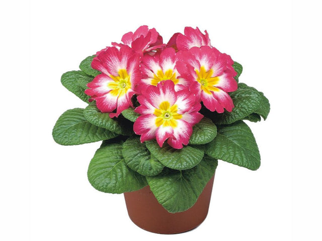 Prvosienka bezbyľová Bonneli Elcora Rose