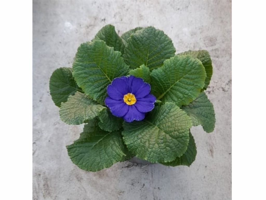 Prvosienka bezbyľová Cairo Blue(3)