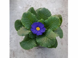 Prvosienka bezbyľová Cairo Blue(3)