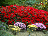 Prvosienka Rododendron Scarlet Wonder Cairo Red