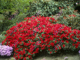 Prvosienka Rododendron Scarlet Wonder Cairo Red(2)