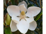 Magnólia veľkokvetá 'Little Gem'(5)