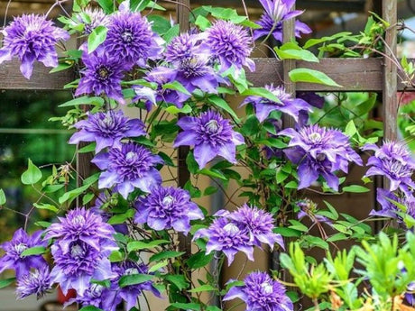 Plamienok Multi Blue