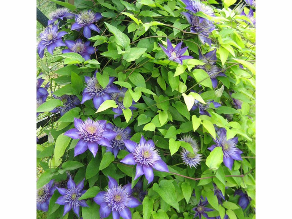 Plamienok Multi Blue (1)