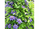 Plamienok Multi Blue (1)