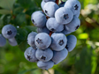 Drobné ovocie Kanadská čučoriedka Brigitta blue(1)