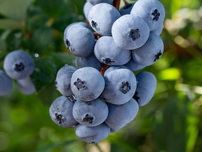 Drobné ovocie Kanadská čučoriedka Brigitta blue(1)