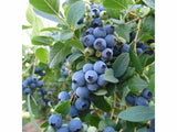 Drobné ovocie Kanadská čučoriedka Brigitta blue