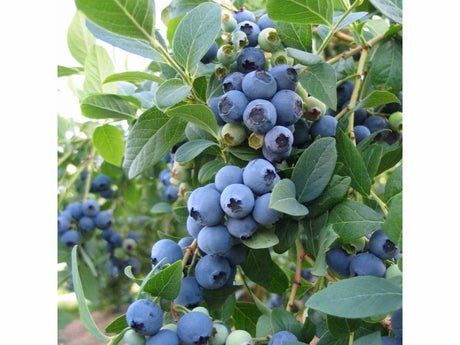 Drobné ovocie Kanadská čučoriedka Brigitta blue